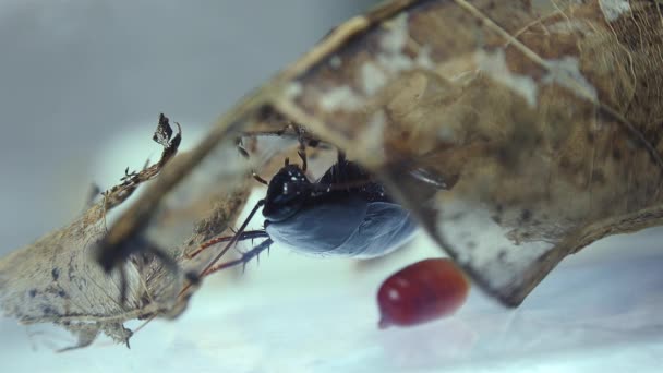 Oosterse Kakkerlak Blatta Orientalis Geboorte Gevallen Ootheca Geïsoleerd Een Witte — Stockvideo