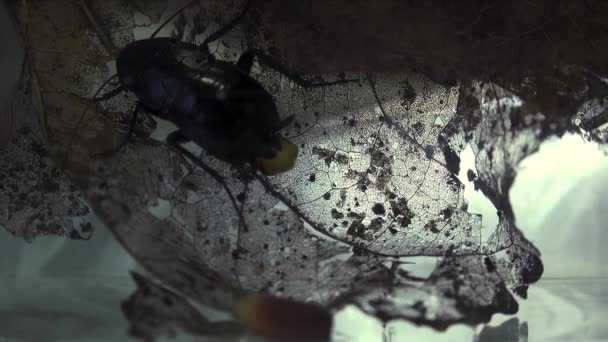 Orientalisk Kackerlacka Blatta Orientalis Födelse Ägg Fallen Ootheca Isolerad Vit — Stockvideo