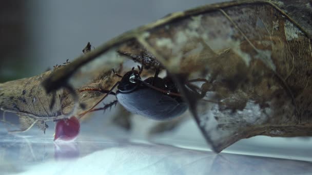 光の効果で白い背景に分離された東洋ゴキブリ ゴキブリ クロマグロ 誕生卵ケース オオカマキリ — ストック動画