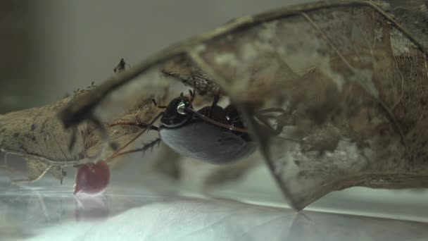 光の効果で白い背景に分離された東洋ゴキブリ ゴキブリ クロマグロ 誕生卵ケース オオカマキリ — ストック動画