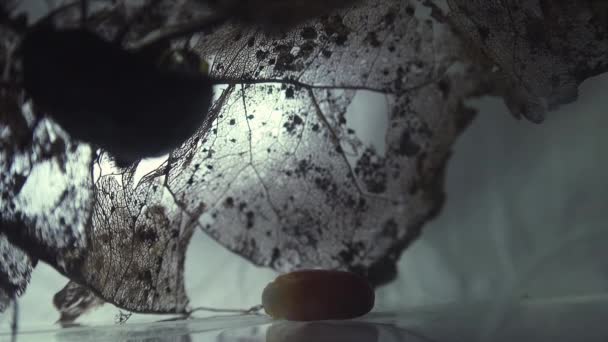 Східний Тарган Blatta Orientalis Випадки Народження Яєць Ootheca Ізольовані Білому — стокове відео