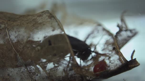 Oosterse Kakkerlak Blatta Orientalis Geboorte Gevallen Ootheca Geïsoleerd Een Witte — Stockvideo