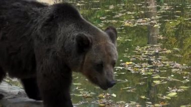 Boz ayı sonbahar sezonu, ultra hd 4 k yiyecek arayan ormanda yürüyüş