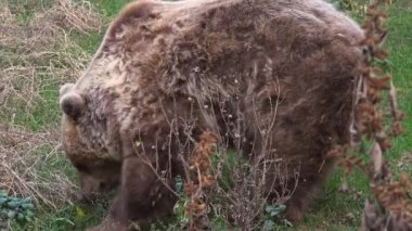 Boz ayı sonbahar sezonu, ultra hd 4 k yiyecek arayan ormanda yürüyüş