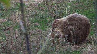 Boz ayı sonbahar sezonu, ultra hd 4 k yiyecek arayan ormanda yürüyüş