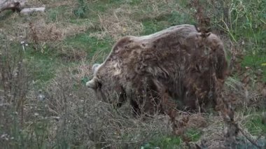 Boz ayı sonbahar sezonu, ultra hd 4 k yiyecek arayan ormanda yürüyüş