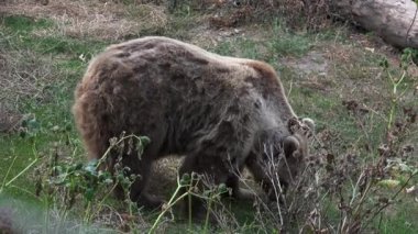 Boz ayı sonbahar sezonu, ultra hd 4 k yiyecek arayan ormanda yürüyüş