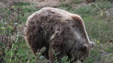 Boz ayı sonbahar sezonu, ultra hd 4 k yiyecek arayan ormanda yürüyüş