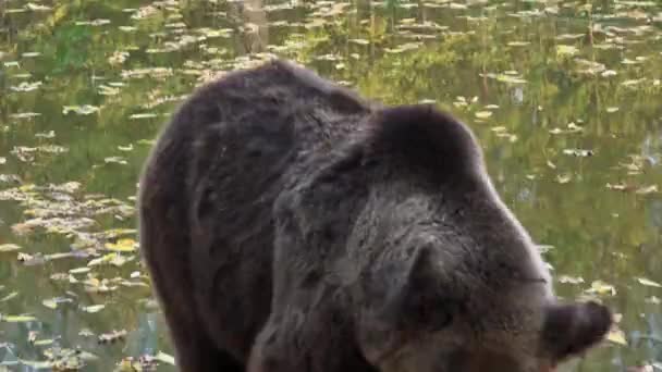 Bruine Beer Wandelen Het Bos Zoek Naar Voedsel Het Herfst — Stockvideo