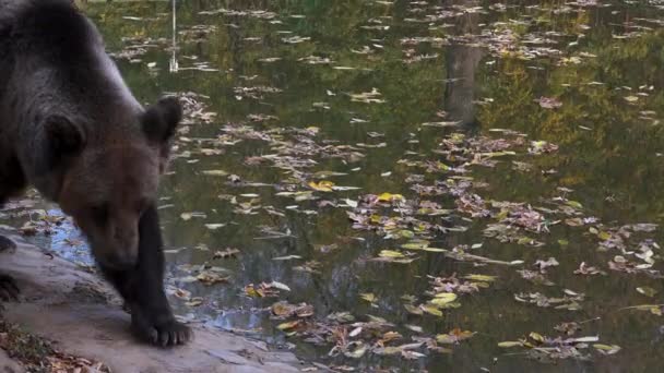 Бурый Медведь Гуляющий Лесу Поисках Пищи Осенний Сезон Ультра — стоковое видео