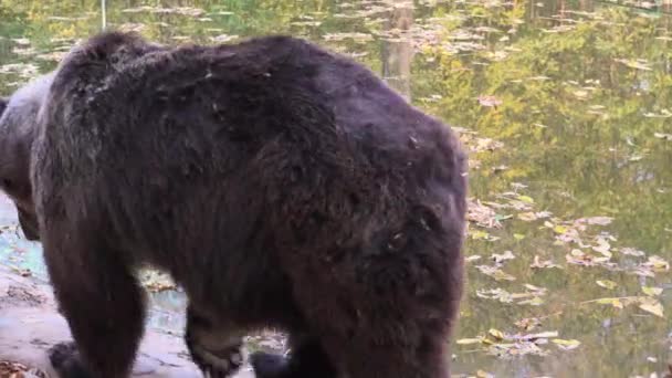 棕熊在秋天的季节在树林里散步寻找食物 超高清4K — 图库视频影像