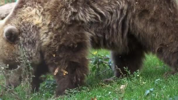 Bruine Beer Wandelen Het Bos Zoek Naar Voedsel Het Herfst — Stockvideo