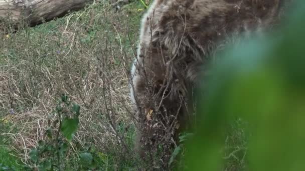 秋のシーズン ウルトラ で食べ物を探して森を歩いてヒグマ — ストック動画