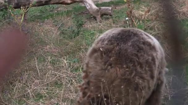 秋のシーズン ウルトラ で食べ物を探して森を歩いてヒグマ — ストック動画
