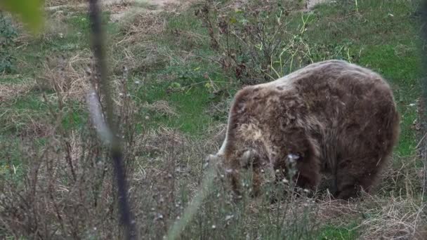 Oso Marrón Caminando Bosque Busca Comida Temporada Otoño Ultra — Vídeos de Stock