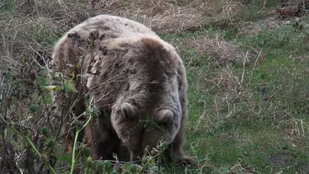 Urso Marrom Andando Floresta Procura Comida Temporada Outono Ultra — Vídeo de Stock