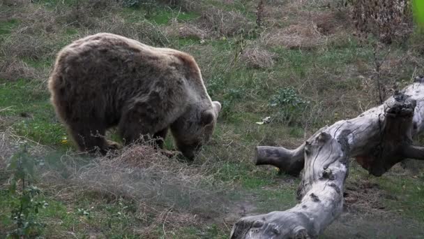 Bruine Beer Wandelen Het Bos Zoek Naar Voedsel Het Herfst — Stockvideo