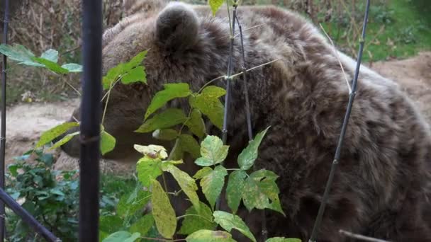 Oso Marrón Caminando Bosque Busca Comida Temporada Otoño Ultra — Vídeos de Stock