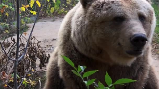 Brun Björn Promenader Skogen Letar Efter Mat Höstsäsongen Ultra — Stockvideo