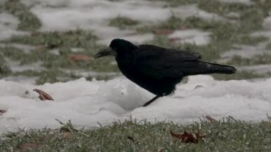 Kargalar, soğuk yerde yiyecek arayan Corvus corone
