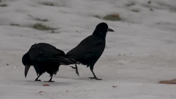 Crows Corvus Corone Frosty Ground Looking Food — Stock Video