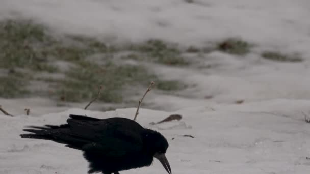 Krähen Corvus Corone Auf Frostiger Erde Auf Nahrungssuche — Stockvideo