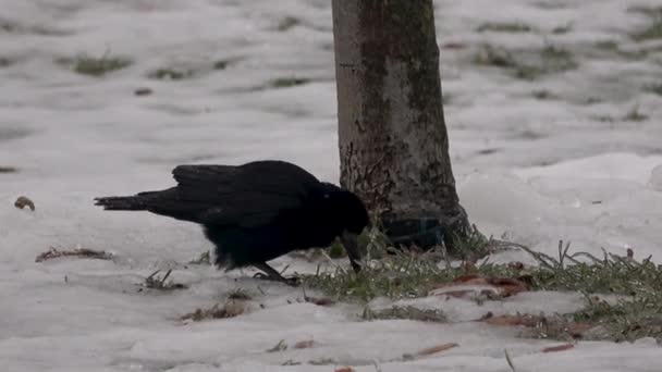 Κοράκια Corvus Corone Στο Παγωμένο Έδαφος Αναζητώντας Τροφή — Αρχείο Βίντεο