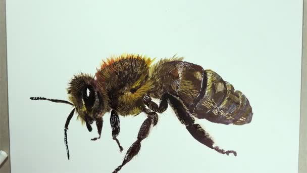 Eine Hand Zeichnet Mit Einem Bleistift Ein Bieneninsekt Auf Ein — Stockvideo