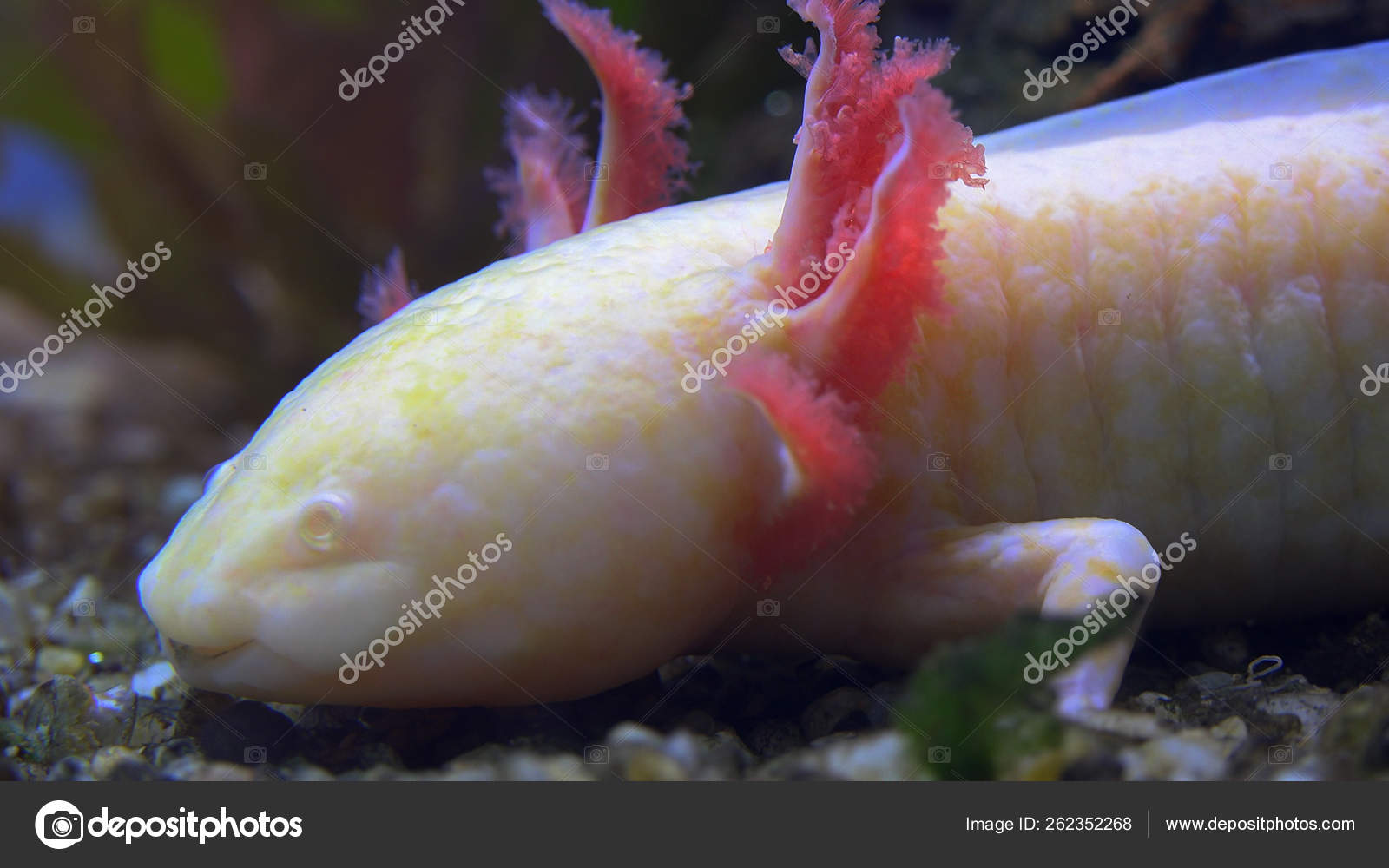 Captive White Baby Axolotl Mexican Walking Fish Mexican Salamander Stock Photo Image By C Botec