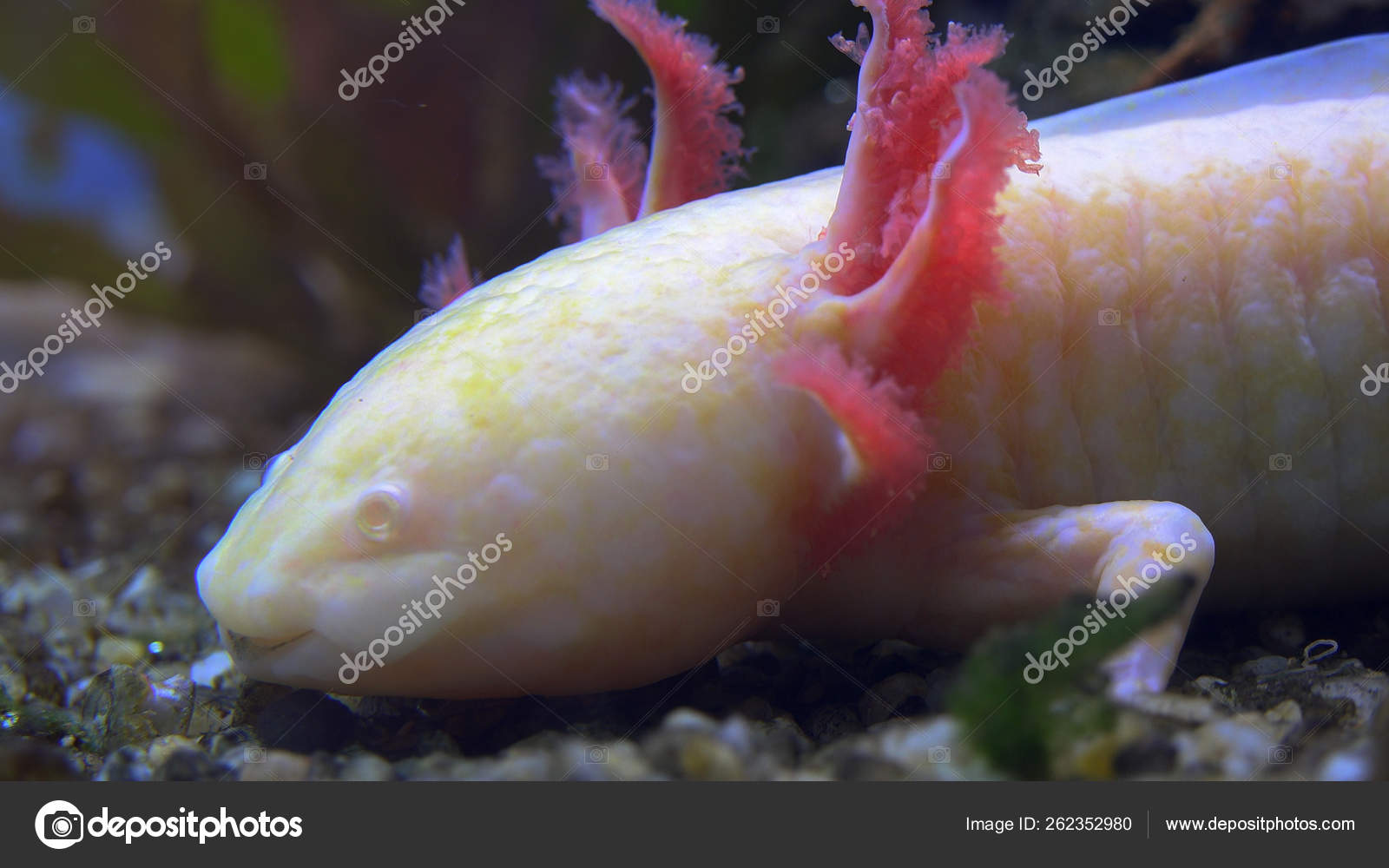 Ambystoma Mexicanum Images Libres De Droit Photos De Ambystoma Mexicanum Page 2 Depositphotos Ambystoma Mexicanum Images Libres De Droit Photos De Ambystoma Mexicanum Page 2 Depositphotos
