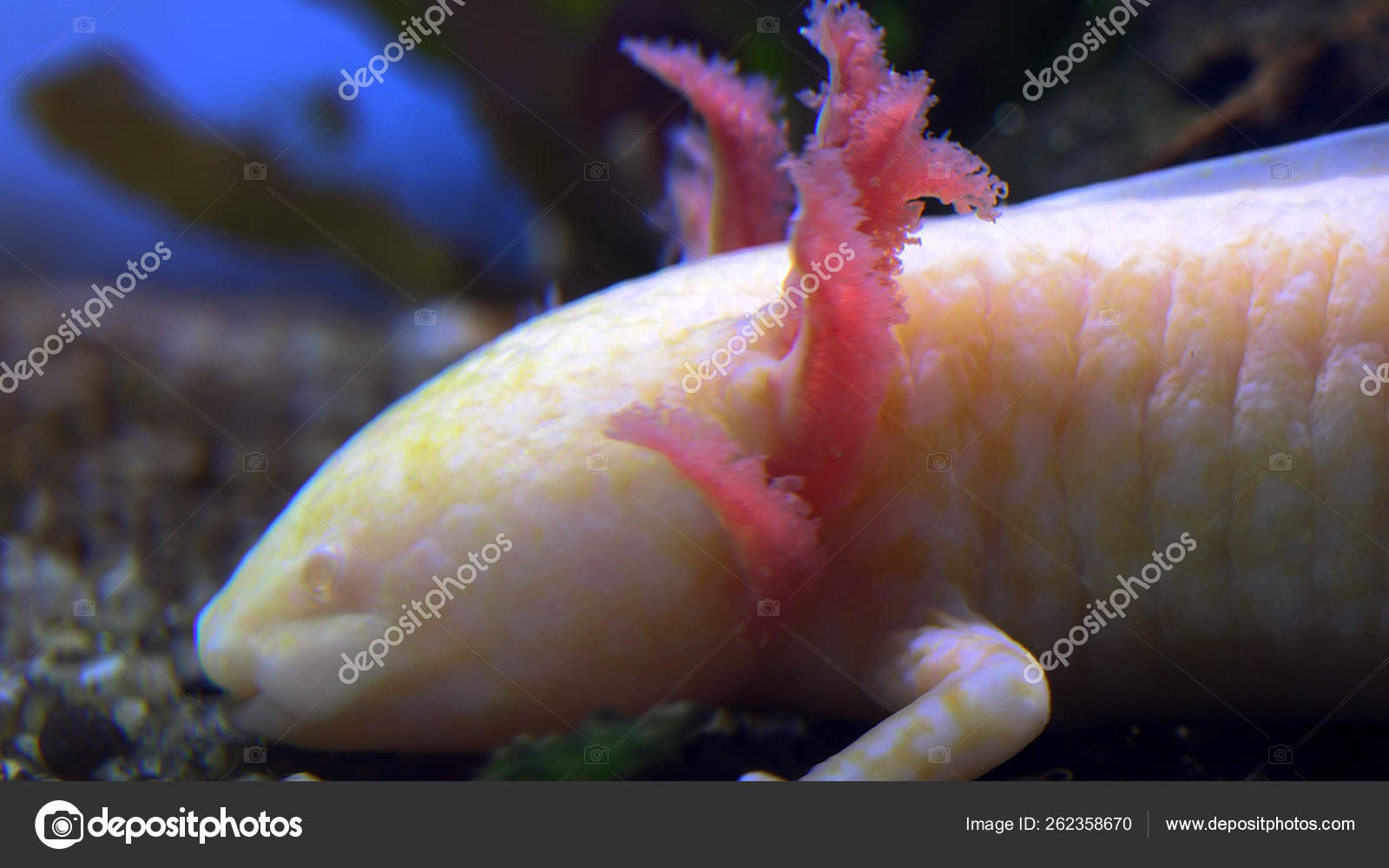Captive White Baby Axolotl Mexican Walking Fish Mexican Salamander Stock Photo By C Botec