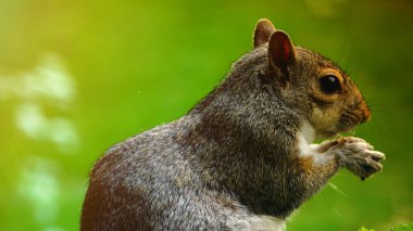 Kırmızı Sincap Yeme Tohumu