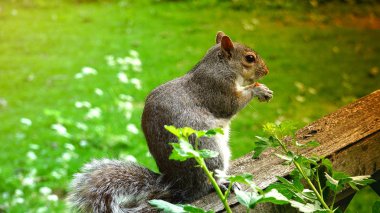 Red Squirrel Eating Seeds clipart