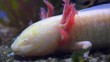 A Captive White Baby Axolotl Mexican Walking Fish Mexican Salamander