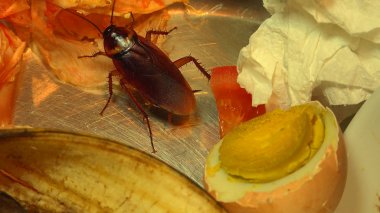 Cockroach on food in the kitchen. The problem is in the house because of the cockroaches. Cockroach eating in the kitchen clipart
