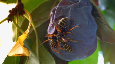Eşek Arıları Bir erik yiyin