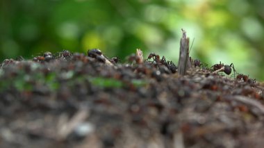 Ormanda Ant Tepesi
