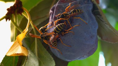 Eşek Arıları Bir erik yiyin