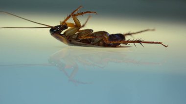 Hafif etkileri ile Amerikan hamamböceği