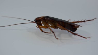 American cockroach with light effects clipart