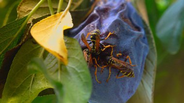 Eşek Arıları Bir erik yiyin