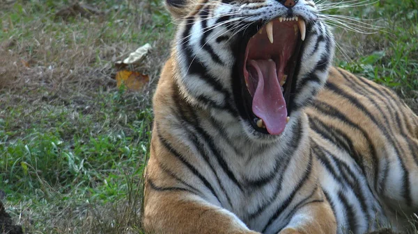 Tigre Dans Forêt — Photo