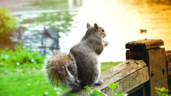 Kırmızı Sincap Yeme Tohumu