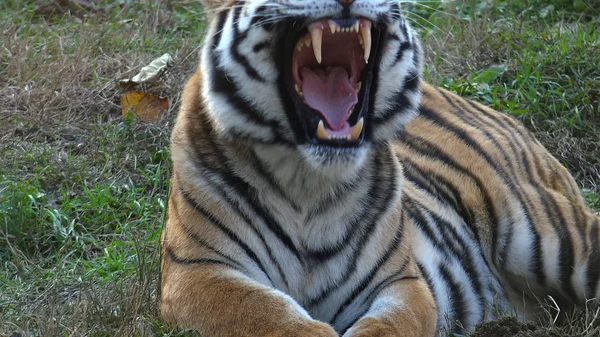 Тигр Лісі — стокове фото