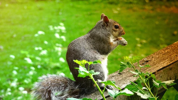 Ardilla Roja Comiendo Semillas —  Fotos de Stock