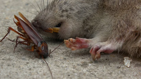 Tote Ratte Liegt Neben Amerikanischer Kakerlake Auf Der Straße — Stockfoto