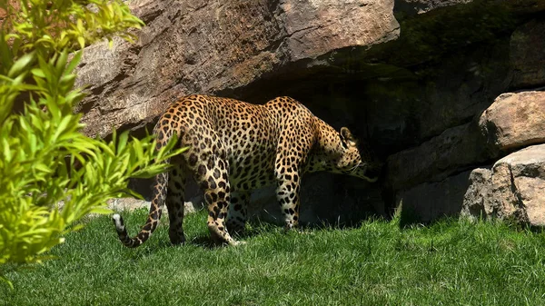 Hermoso Jaguar Camina Por Selva — Foto de Stock