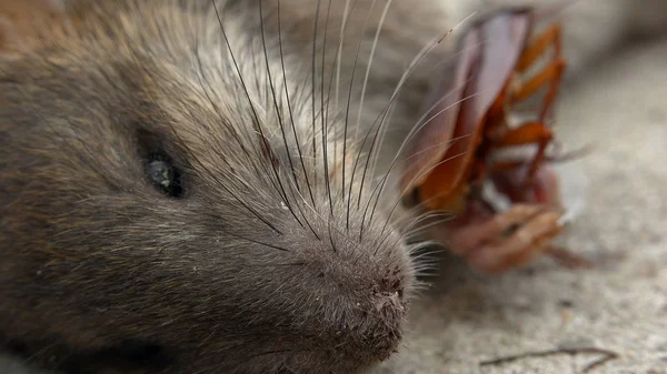 Ölü Rat Sokakta Amerikan hamamböceği yakınında döşeme
