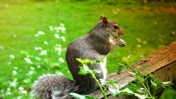 Rotes Eichhörnchen Frisst Samen — Stockfoto