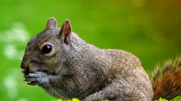 Rotes Eichhörnchen Frisst Samen — Stockfoto